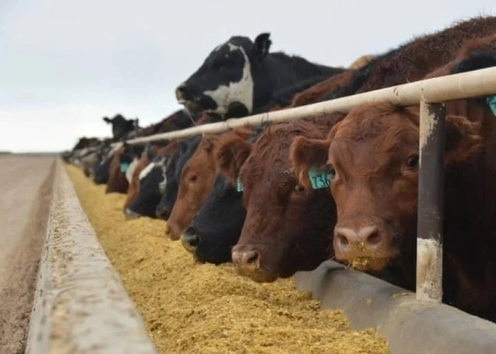 Feedlot